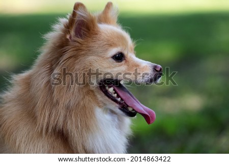 Cute dog on blurred background outdoors. Adorable pet