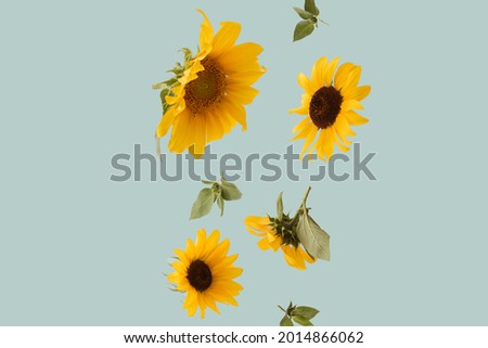 Creative arrangement with spring or summer sunflowers against pastel background. Minimal nature flying concept of flowers.