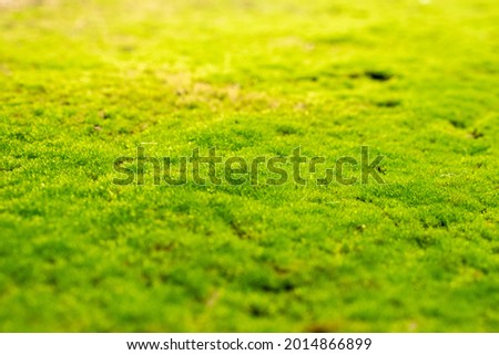 Moss texture.Beautiful green moss on the floor.Green moss close-up on ground and gravel. 