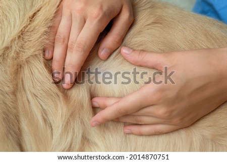 Woman checking dog's skin for ticks, closeup Royalty-Free Stock Photo #2014870751