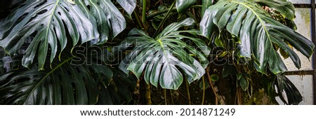 Monstera deliciosa green leaves. Swiss cheese plant. Trendy home gardening background with big Green palm Monstera leaves. Visual indoor Eco-Friendly Trend. Home office design.