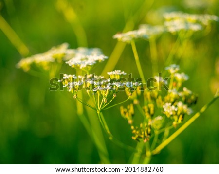 Close-up of a blooming field flower Parsnip at sunset. Floral background. summer. Selective focus