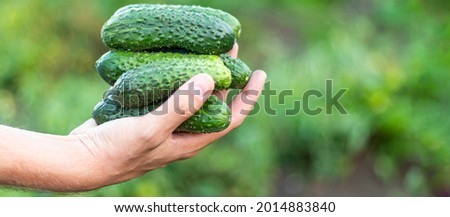 banner with several fresh cucumbers in a hand of farmer. soft focus. copy space.
