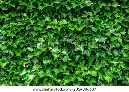 Background with green and fresh ivy.