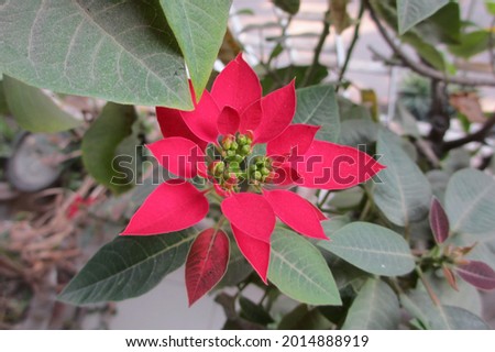 Closeup of a red poinsettia plant. Royalty-Free Stock Photo #2014888919
