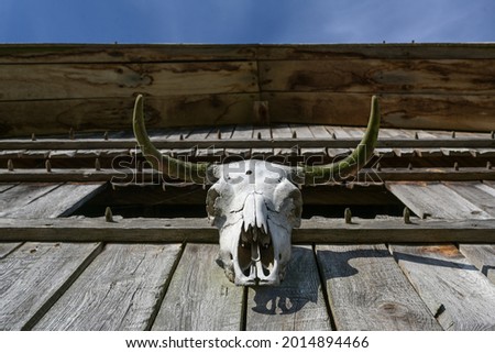 cattle skull hangs on a wooden wall of an historic viking house, selected focus, narrow depth of field