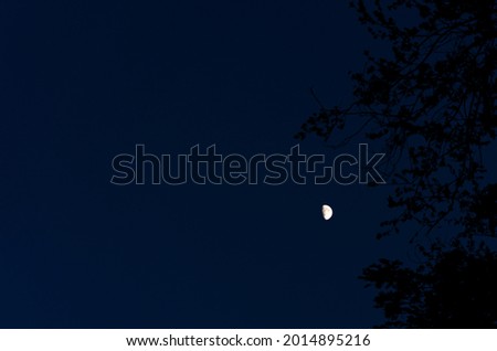 moon on a background of shadows from a tree