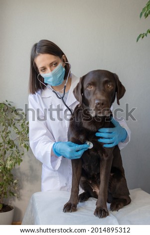 European woman veterinarian examines Labrador dog at an appointment, examination of a dog's teeth and coat at a clinic appointment, veterinarian administers treatment to a pet, large pet Labrador