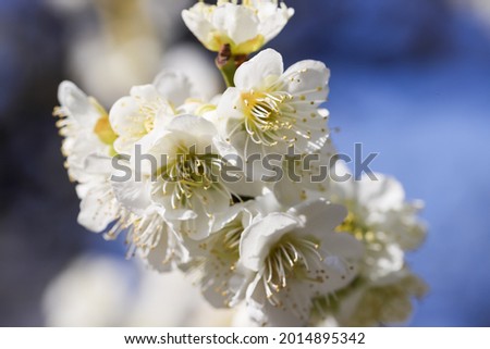 White plum blossom, Narashino City, Chiba Prefecture, Japan