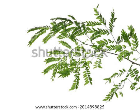 Acacia tree leaves isolated on white background, clipping path