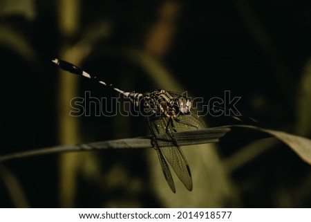 Macro moody foliage and insect photography