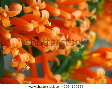 Beautiful orange flowers, Orange trumpet, Flame flower, Fire-cracker vine.