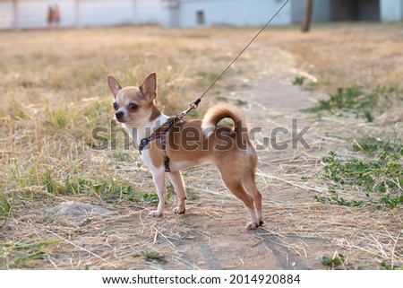 Chihuahua dog for a walk in sunny weather. A small puppy on a leash is walking along the trail.