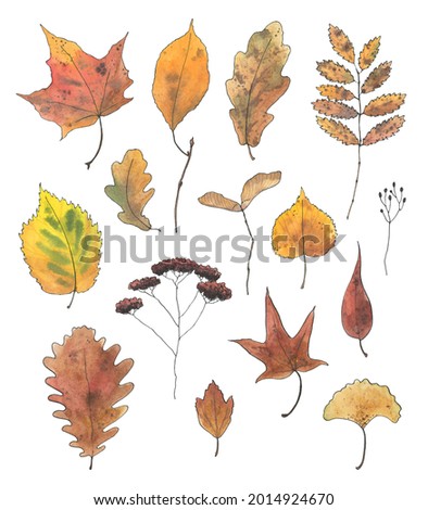 Fall leaf clipart, Watercolor boho thanksgiving clip art, Hand drawn autumn Illustration elements, Dried leaves botanical greenery plant