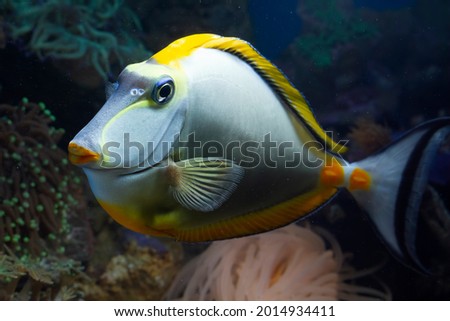 Beautiful color marine fish, beautiful fish on the seabed and coral reefs