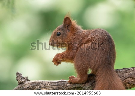 red squirrel sits on branch