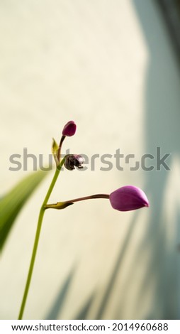 Buds pink flower background. Beautiful opening pink flower design closeup. Beauty tiny flowers open closeup.