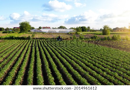 A beautiful view of countryside landscape of the potato fields of southern Ukraine. A farmer on a tractor cultivates a potato plantation. Agroindustry and agribusiness. Agriculture and agro industry Royalty-Free Stock Photo #2014961612
