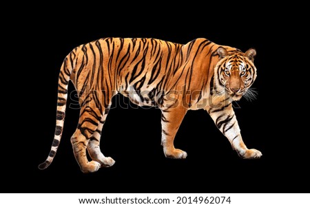 royal tiger (P. t. corbetti) isolated on black background clipping path included. The tiger is staring at its prey. Hunter concept.