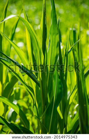 summer meadow grass and weed texture. abstract green foliage blur background with shallow depth of field