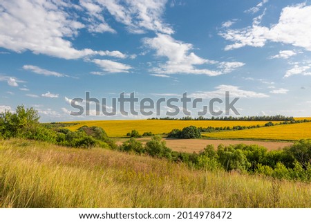 fields of blooming yellow sunflower in the countryside