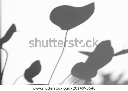 Photo monochromatic background of shade and shadow Lotus leaves shine on the white wall , this picture can use for wallpaper , backdrop . 