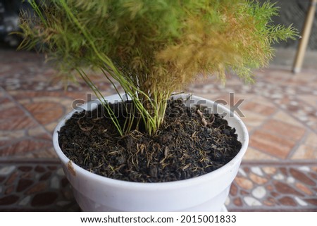 Close up of an ornamental plant that is green and has small pointed leaves planted in a white pot. A kind of papyrus. It can be used for photos of buying and selling plants, photos of website news.