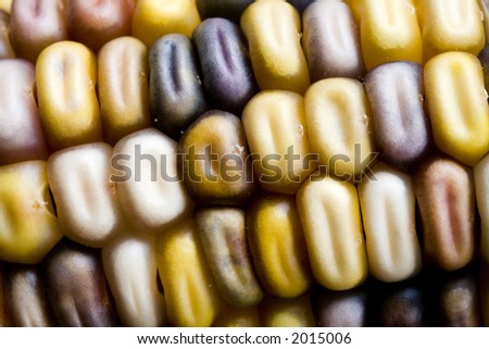 Photo of multi-colored corn cob.