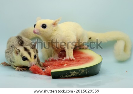Two sugar gliders are eating watermelon. These marsupials eat fruit and small insects. 