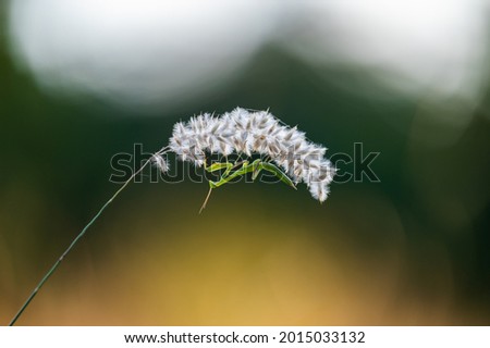 A nymph of european mantis (Mantis religiosa) on a grass in a natural habitat. A nymph of a mantis, female animal. Golden hour, sunset on background. Royalty-Free Stock Photo #2015033132