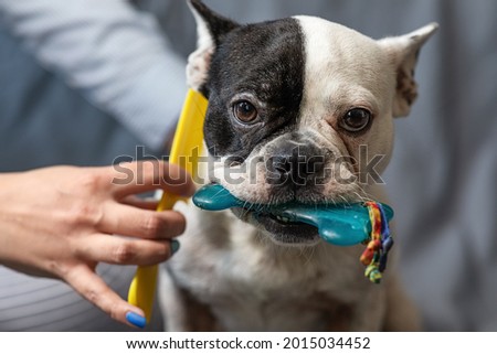 the owner of the dog combs a French bulldog on a gray background. the concept of pet care