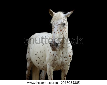 White horse with small dots, isolated on black studio background.