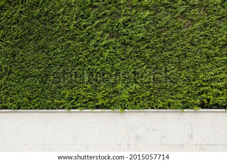 Granite stone fence with green thuja plants. Abstract architecture background. Copy space