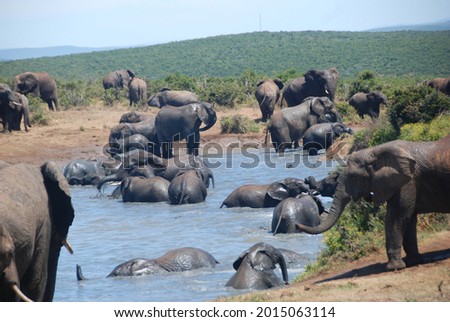 Elephants at Addo Elephant Park, Eastern Cape, South Africa Royalty-Free Stock Photo #2015063114
