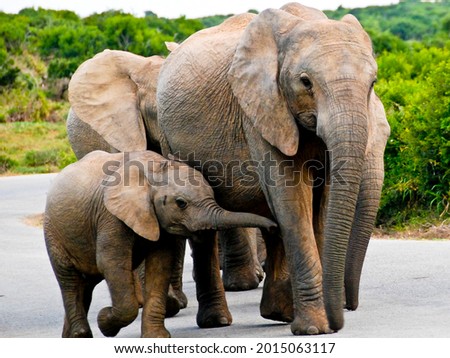 Elephant family walking at Addo Elephant Park, Eastern Cape, South Africa Royalty-Free Stock Photo #2015063117