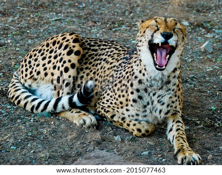 Cheetah laughing in Namibia, Southern Africa Royalty-Free Stock Photo #2015077463