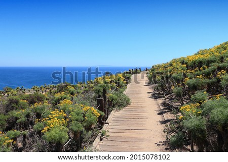 Malibu, California, United States. Trail to Point Dume State Beach with Giant Coreopsis (Giant sea dahlia) flowers. Royalty-Free Stock Photo #2015078102