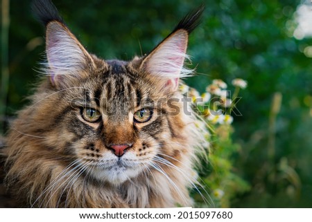 A large outdoors portrait of a sitting calm and serious furry Maine Coon American cat looking at camera. Royalty-Free Stock Photo #2015097680