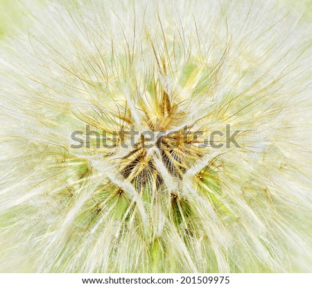 Abstract close up of a meadow salsify