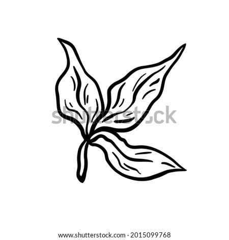 Leaves branch. Hand drawn vector illustration. Monochrome black and white ink sketch. Line art. Isolated on white background. Coloring page.