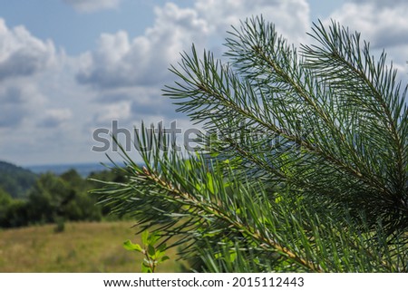 Closeup of green pine needles with a shallow depth of field