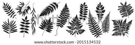 Vector Fern. Leaf Set. Tropical Leaves Silhouette. Bracken Branch Shape. Jungle Flora Collection on White Background. Vector illustration.  Royalty-Free Stock Photo #2015134532