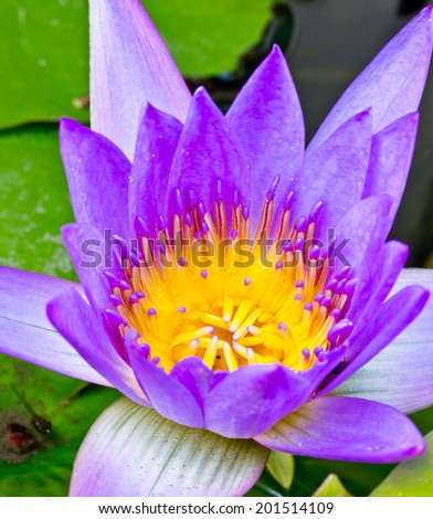 Purple lotus flower with yellow pollen.