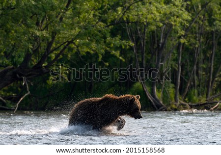 Brown bear running on the river and fishing for salmon. Brown bear chasing sockeye salmon at a river. Kamchatka brown bear, scientific name: Ursus Arctos Piscator. Natural habitat. Kamchatka, Russia