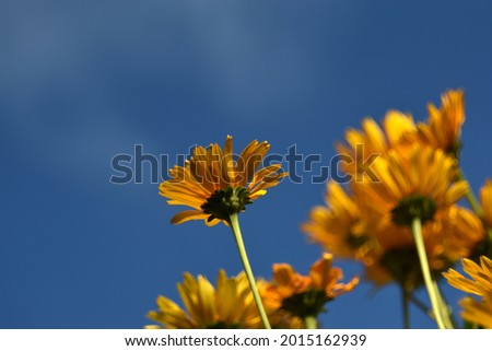 yellow chamomile heliopsis on a blue sky background