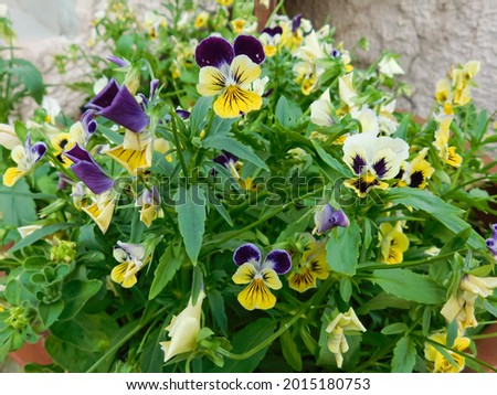 Viola flowers. Beautiful gorgeous flower.  Heartsease viola flower.      