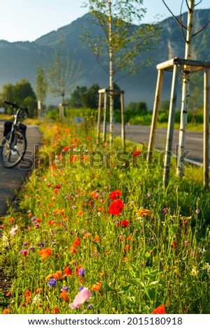 Many different flowers have been planted as a bee pasture on a flower meadow between the road and the cycle path. red poppies, Marguerites, sage, pigeon-headed catchfly, clover, poppy, red carnation