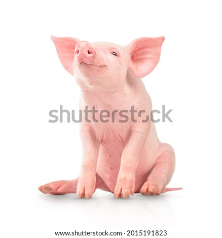 Happy young pig isolated on white background. Funny animals emotions. Royalty-Free Stock Photo #2015191823