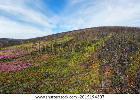 Panoramic drone, aerial shot of boreal forest after a forest fire now flourishing with chamaenerion angustifolium, fireweed in huge pink, purple natural patches of beautiful flowers in natural, wild. 