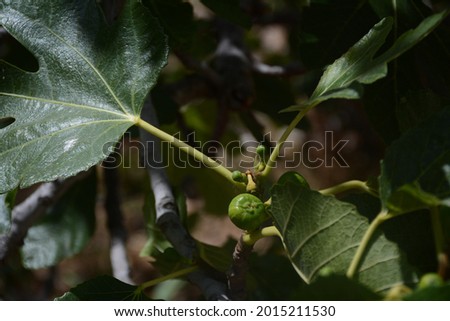 Little green figs on a tree in the sun